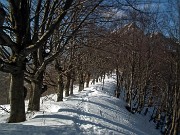 47 Viale alberato di faggi